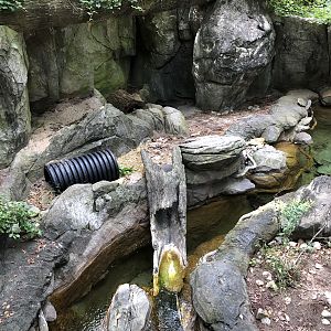 Streamside, River otter exhibit #1