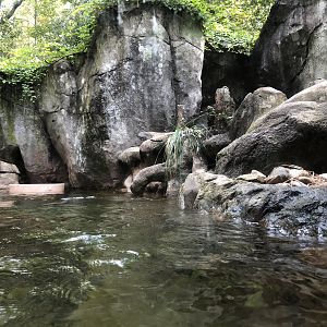 Streamside, River otter exhibit #2