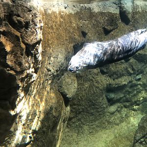 Streamside, North American river otter