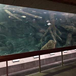 Streamside, Native freshwater aquarium