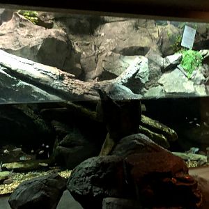 Streamside, Freshwater Creek aquarium