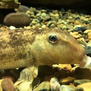 Streamside, Unsigned Creek hogsucker