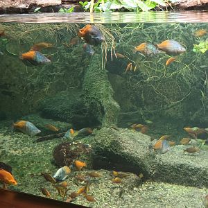 Australia ancient Fishes Tank