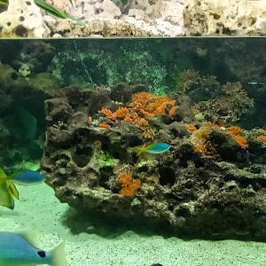 Coral Lagoon Tank