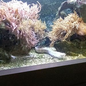 Kingdom of the Morays Tank