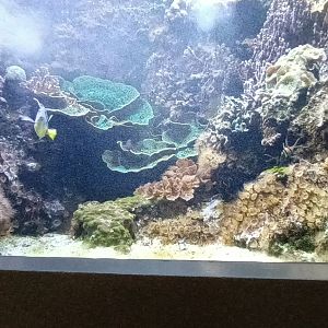 Colours of the Reef Tank