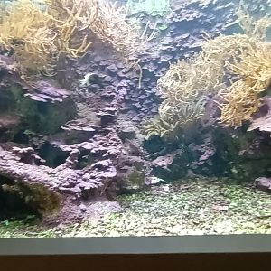 Example of Reef Tank