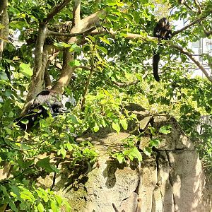 White faced Saki and Golden headed Lion Tamarin outdoor Enclosure