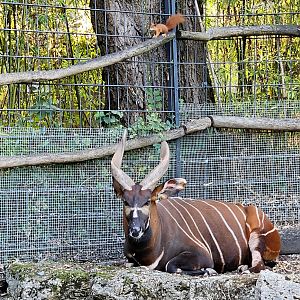 Bongo and Red Squirrel, Sep. 2023