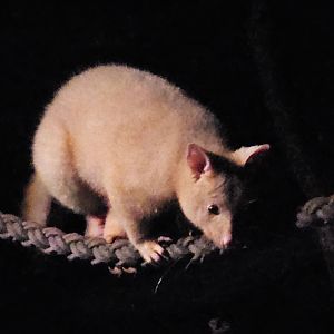 Tasmanian Brushtail Possum (Trichosurus vulpecula fuliginosus), Sep. 2023