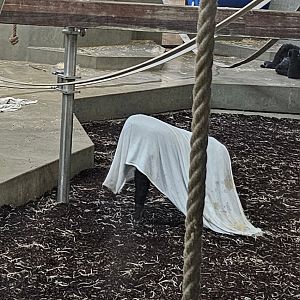 Gorilla playing Halloween, Sep. 2023