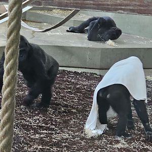 Gorilla playing Halloween, Sep. 2023