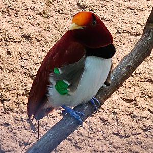 Male King Bird of Paradise (Cicinnurus regius), Sep. 2023