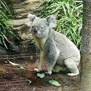 Koala, Sep. 2023