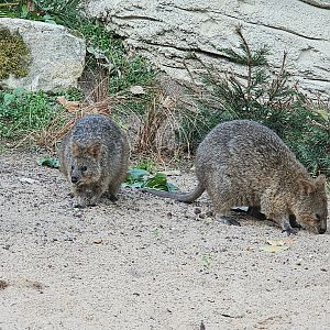 Quokkas (Setonix brachyurus), Sep. 2023