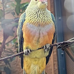 Rose-crowned fruit-dove (Ptilinopus regina), Sep. 2023