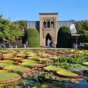 Garden and giant water lily pond, Sep. 2023