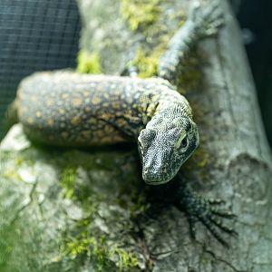 Young komodo dragon, Chester, UK