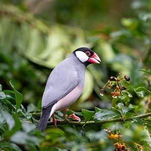 Java Sparrow, Chester, UK