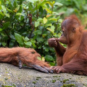 Young Sumatran orangutan, Chester, UK