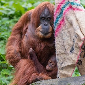 Sumatran Orangutan and youngster, Chester, UK
