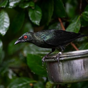 Asian glossy starling, Chester, UK