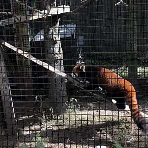 Red Panda