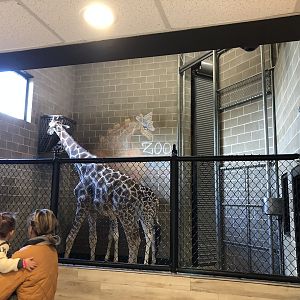 Giraffe Indoor Viewing
