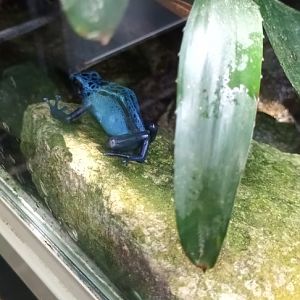 Blue poison dart Frog