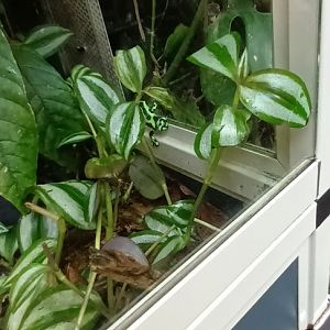 Green and black poison dart Frog