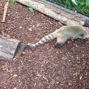 Brown noased Coati