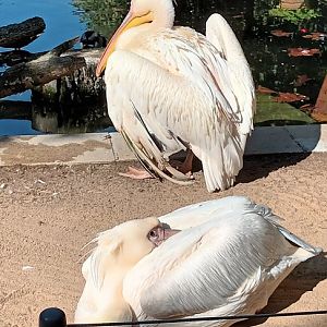 Eastern white Pelicans