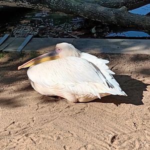 Eastern white Pelican