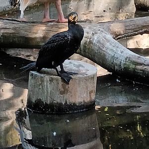 Eastern white Pelican and Great Cormorant
