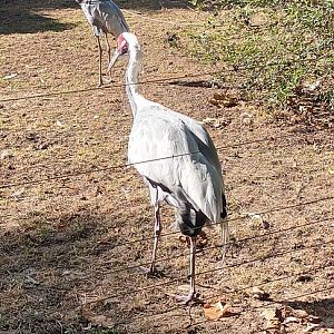 White naped Cranes