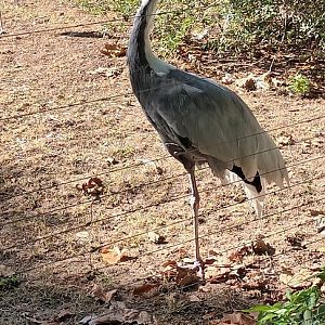 White naped Crane