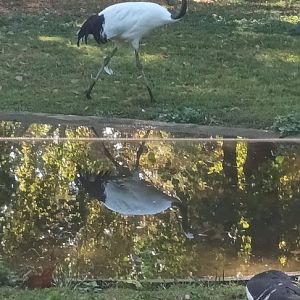 Red crowned Crane