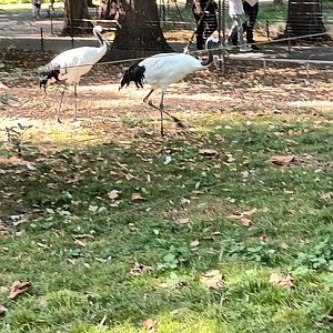 Red crowned Cranes