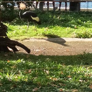 West african crowned Crane