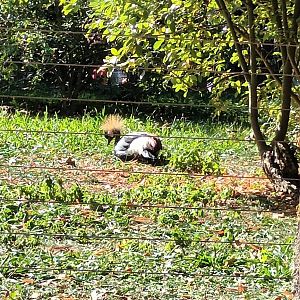 West african crowned Crane