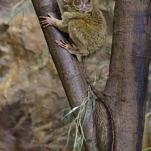 Spectral tarsier (Tarsius tarsier)