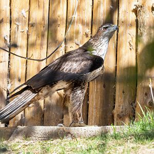 Bonelli's eagle (Aquila fasciata)