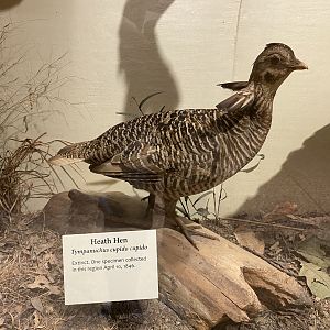 Heath Hen - Smithsonian Museum of Natural History