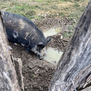 Ossabaw Island Pig - Mount Vernon