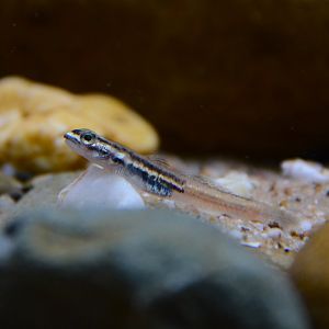 New Guinean neon goby (Sicyopus discordipinnis)