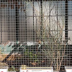 Eurasian Pheasantary Aviary