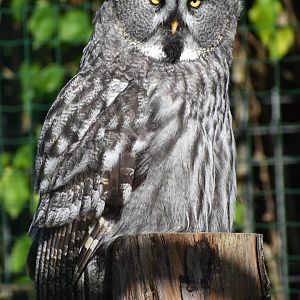 Eurasian Great Grey Owl - Strix nebulosa lapponica