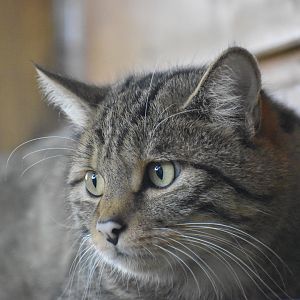 European Wild Cat - Felis silvestris silvestris