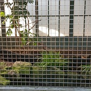 Asian Pheasantary Aviary