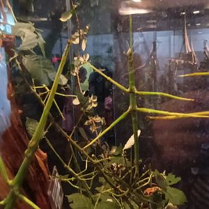 Giant Stick Insects